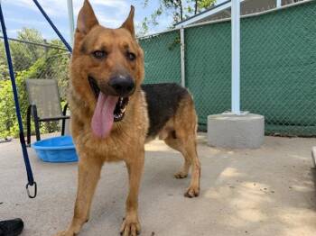 SAMSON -  German Shepherd Dog Dog for Adoption in Charlotte, North Carolina - SAMSON | PetCurious