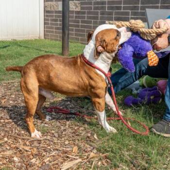 Kane -  Mixed Breed Dog for Adoption in Chamblee, Georgia - Kane | PetCurious