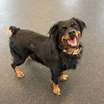 Mixed Breed Dogs Available for Adoption - Layla | PetCurious