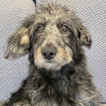 Babs -  Terrier Dog for Adoption in Normal, Illinois - Babs | PetCurious