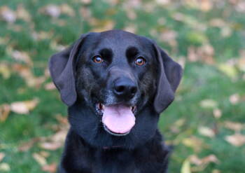 Rescue Chocolate Labrador Retriever and Labrador Retriever Dogs for Adoption in Skyline, Minnesota - Sallie Charlie | PetCurious