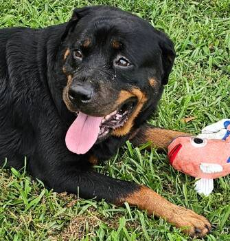 Rescue Rottweiler Dogs for Adoption in Biloxi, Mississippi - Queen | PetCurious