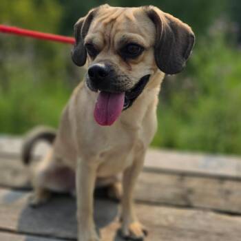 HufflePuff -  Puggle Dog for Adoption in Hamilton, Ontario - HufflePuff | PetCurious