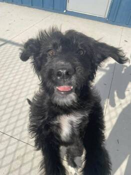 Labradoodle Dogs Available for Adoption in Kalamazoo, Michigan - Maggie May | PetCurious