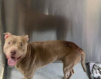 Pit Bull Terrier Dogs Available for Adoption in Tustin, California - GINA | PetCurious