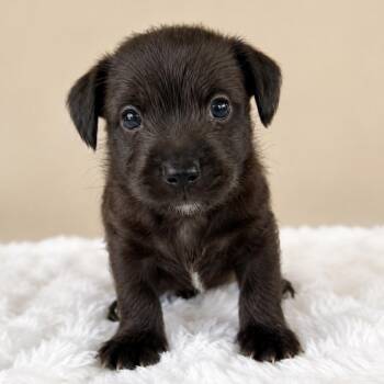 Vulcan -  Chihuahua and Terrier Dog for Adoption in Tampa, Florida - Vulcan | PetCurious