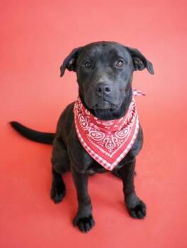 Labrador Retriever and Pit Bull Terrier Dogs Available for Adoption - Rick | PetCurious