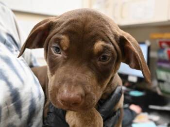 Buddy Guy -  Pit Bull Terrier Dog for Adoption in Portland, Oregon - Buddy Guy | PetCurious