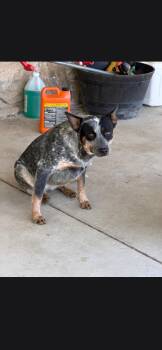 Blue -  Australian Cattle Dog Blue Heeler Dog for Adoption in Plano, Texas - Blue | PetCurious