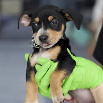 Maple -  Chihuahua Dog for Adoption in New York, New York - Maple | PetCurious