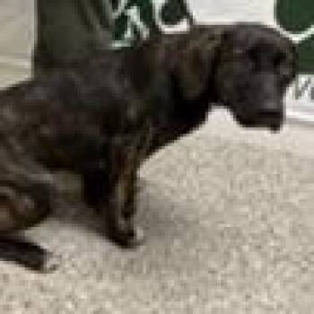 Lulu -  Terrier Dog for Adoption in Tampa, Florida - Lulu | PetCurious