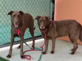 Rescue Chocolate Labrador Retriever Dogs for Adoption in North Fort Myers, Florida - Luna & Nala | PetCurious