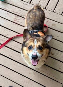 Benjamin -  Corgi and Mixed Breed Dog for Adoption in Boulder, Colorado - Benjamin | PetCurious