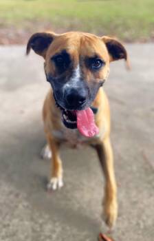 Rescue Black Mouth Cur Dogs for Adoption in Lufkin, Texas - Rascal | PetCurious
