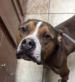 Rescue Mixed Breed Dogs for Adoption in Cincinnati, Ohio - Thadias | PetCurious