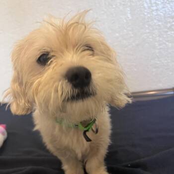 Kiko -  Mixed Breed Dog for Adoption in Los Angeles, California - Kiko | PetCurious