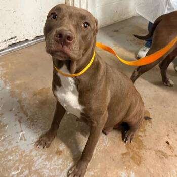 Pit Bull Terrier Dogs Available for Adoption in Edinburg, Texas - Violeta | PetCurious