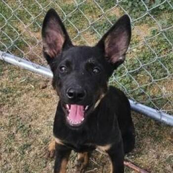 Waylon -  German Shepherd Dog and Miniature Pinscher Dog for Adoption in Ellensburg, Washington - Waylon | PetCurious