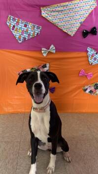 Kirby -  Mixed Breed Dog for Adoption in Chickasha, Oklahoma - Kirby | PetCurious
