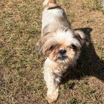 Lizzie McGuire -  Shih Tzu Dog for Adoption in Houston, Texas - Lizzie McGuire | PetCurious