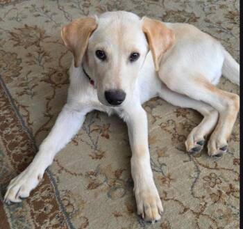George (Tate) -  Labrador Retriever Dog for Adoption in Dallas, Texas - George (Tate) | PetCurious