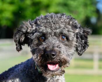 Einstein -  Cockapoo Dog for Adoption in Montclair, New Jersey - Einstein | PetCurious