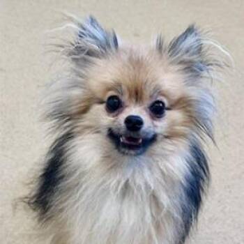 Little Bear -  Pomeranian and Mixed Breed Dog for Adoption in Fairfax, Virginia - Little Bear | PetCurious