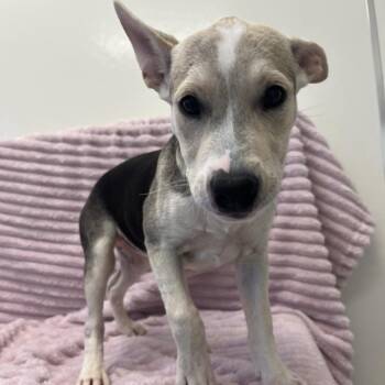 Buster King -  Labrador Retriever and Husky Dog for Adoption in Kanab, Utah - Buster King | PetCurious