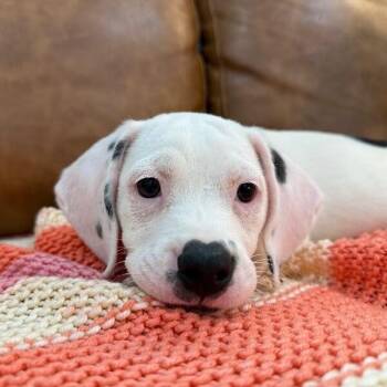 Stella Strudel -  Basset Hound Dog for Adoption in Friendswood, Texas - Stella Strudel | PetCurious