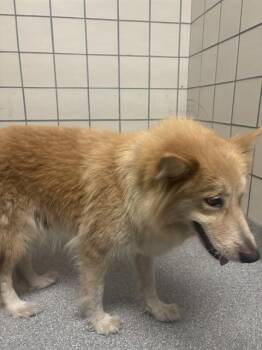 A186663 -  Siberian Husky and Mixed Breed Dog for Adoption in Pasadena, Texas - A186663 | PetCurious