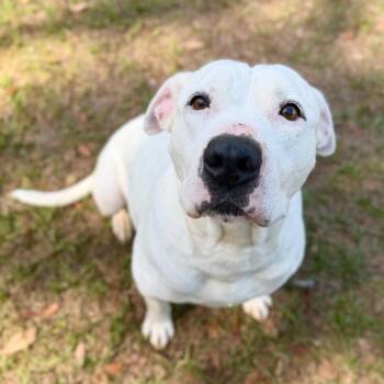 Mixed Breed Dogs Available for Adoption in Milton, Florida - Posie | PetCurious