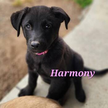Rescue Pit Bull Terrier and Labrador Retriever Dogs for Adoption in Rochester, Washington - Harmony | PetCurious