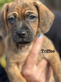 Toffee -  Beagle Dog for Adoption in Lafayette, California - Toffee | PetCurious
