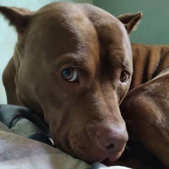 Cowboy (Courtesy post) -  Pit Bull Terrier Dog for Adoption in Abbotsford, British Columbia - Cowboy (Courtesy Post) | PetCurious
