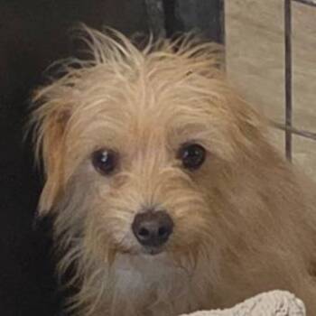 Gerald -  Mixed Breed Dog for Adoption in Leander, Texas - Gerald | PetCurious
