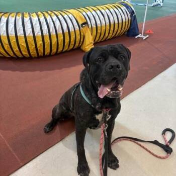 Cane Corso and Mixed Breed Dogs Available for Adoption - Slow Mo | PetCurious