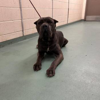 Thumbelina -  Mixed Breed Dog for Adoption in Memphis, Tennessee - Thumbelina | PetCurious