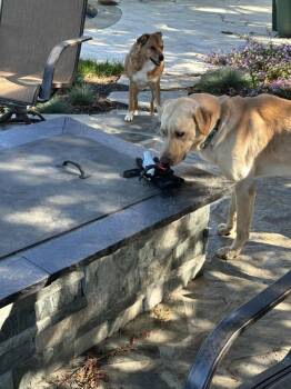 Lucky Weston -  Labrador Retriever Dog for Adoption in Pasadena, California - Lucky Weston | PetCurious