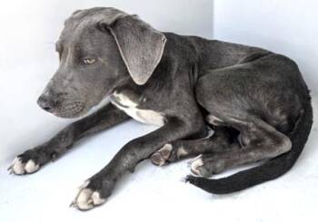 Labrador Retriever and Mixed Breed Dogs Available for Adoption - A650787 | PetCurious