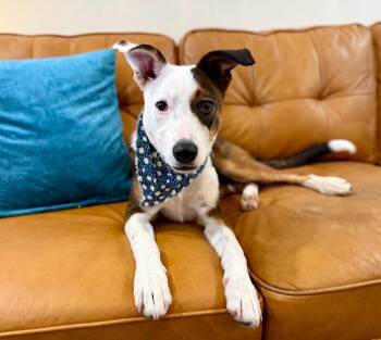 Poppy Lou the Panda Bear Sweetheart -  Labrador Retriever and Pit Bull Terrier Dog for Adoption in Friendswood, Texas - Poppy Lou The Panda Bear Sweetheart | PetCurious