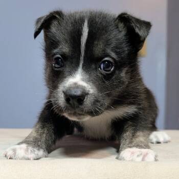 Rescue Mixed Breed Dogs for Adoption in Wichita, Kansas - Livvy | PetCurious