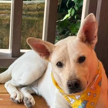 Labrador Retriever Dogs Available for Adoption - Bella (20260320-02) | PetCurious