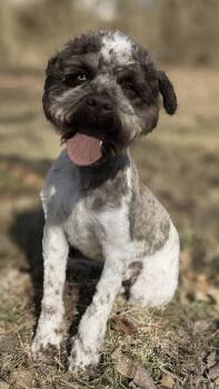 Miniature Poodle Dogs Available for Adoption - Lancaster | PetCurious