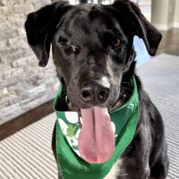 Kelso (One Eye) -  Great Dane and Black Labrador Retriever Dog for Adoption in Edmonton, Alberta - Kelso (One Eye) | PetCurious