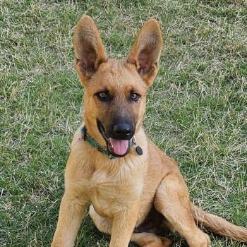 German Shepherd Dog and Labrador Retriever Dogs Available for Adoption in Fayetteville, Georgia - Max | PetCurious