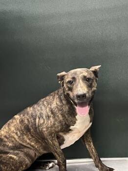 CHUNKS -  Pit Bull Terrier and Mixed Breed Dog for Adoption in Killeen, Texas - CHUNKS | PetCurious