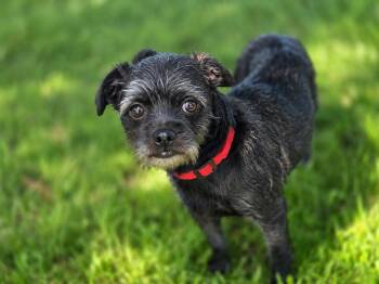Madison -  Schnauzer and Chihuahua Dog for Adoption in Liverpool, Texas - Madison | PetCurious