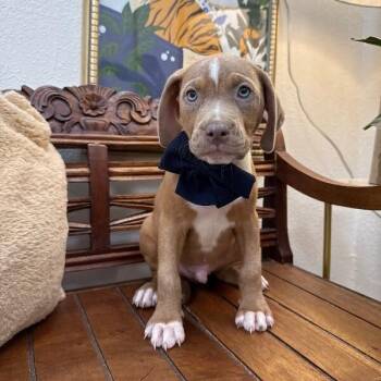 Bright Eyes Pound Puppy -  Basset Hound and Pit Bull Terrier Dog for Adoption in Friendswood, Texas - Bright Eyes Pound Puppy | PetCurious
