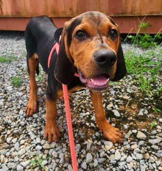 Boomer -  Bloodhound Dog for Adoption in Newport, Kentucky - Boomer | PetCurious
