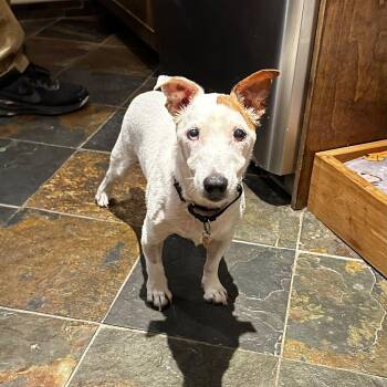 Rescue Jack Russell Terrier and Miniature Bull Terrier Dogs for Adoption in Williamsburg, Ontario - Damon | PetCurious